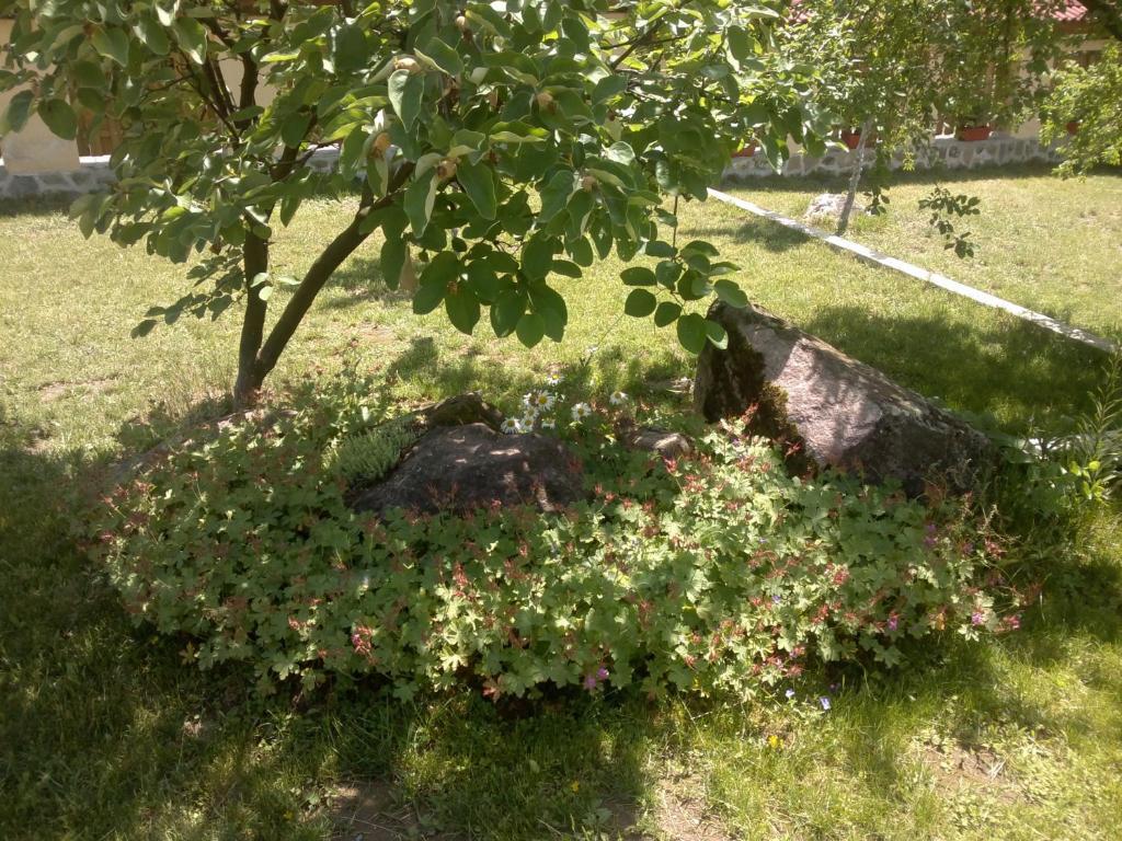Villa Nanevi Teteven Exteriér fotografie